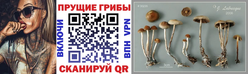 Псилоцибиновые грибы мухоморы  mega вход  Кемь 